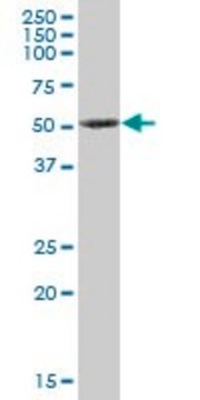 Anti-PRKX antibody produced in mouse purified immunoglobulin, buffered aqueous solution