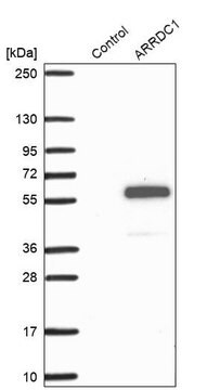 Anti-ARRDC1 antibody produced in rabbit Prestige Antibodies&#174; Powered by Atlas Antibodies, affinity isolated antibody, buffered aqueous glycerol solution