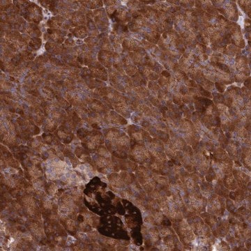 Anti-DDX60L antibody produced in rabbit Prestige Antibodies&#174; Powered by Atlas Antibodies, affinity isolated antibody, buffered aqueous glycerol solution