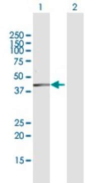 Anti-DHDH antibody produced in rabbit purified immunoglobulin, buffered aqueous solution