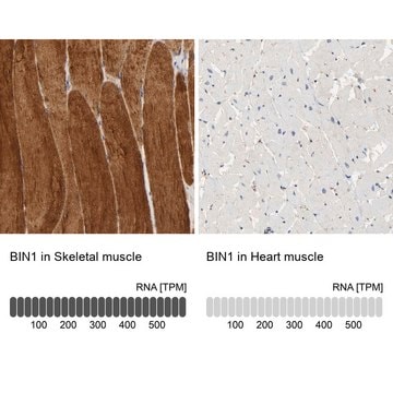 Anti-BIN1 antibody produced in rabbit Prestige Antibodies&#174; Powered by Atlas Antibodies, affinity isolated antibody, buffered aqueous glycerol solution