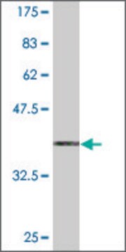 Monoclonal Anti-PKIG antibody produced in mouse clone 2D9, purified immunoglobulin, buffered aqueous solution