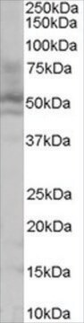 Anti-HNF4A antibody produced in goat affinity isolated antibody, buffered aqueous solution