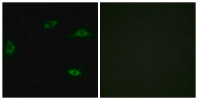 Anti-OR2T11 antibody produced in rabbit affinity isolated antibody