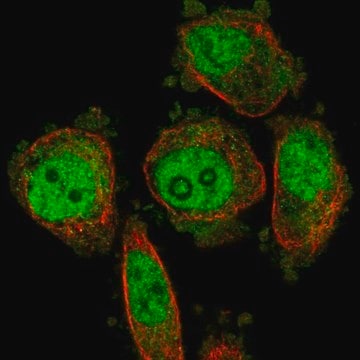 Anti-DUS3L antibody produced in rabbit Prestige Antibodies&#174; Powered by Atlas Antibodies, affinity isolated antibody