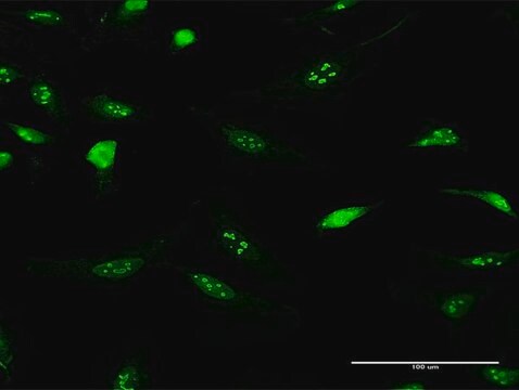 Anti-IFRD2 antibody produced in rabbit purified immunoglobulin, buffered aqueous solution