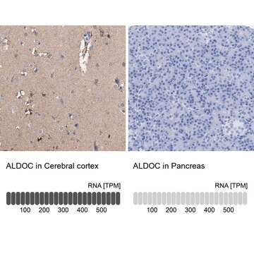 Anti-ALDOC antibody produced in rabbit Prestige Antibodies&#174; Powered by Atlas Antibodies, affinity isolated antibody, buffered aqueous glycerol solution