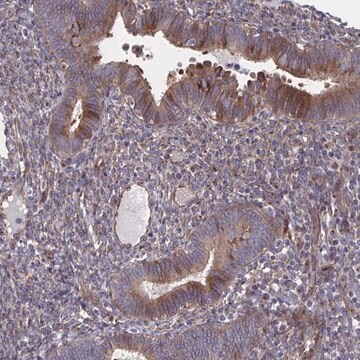 Anti-FJX1 antibody produced in rabbit Prestige Antibodies&#174; Powered by Atlas Antibodies, affinity isolated antibody, buffered aqueous glycerol solution