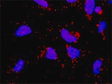 Monoclonal Anti-F12 antibody produced in mouse clone 3A3, purified immunoglobulin, buffered aqueous solution