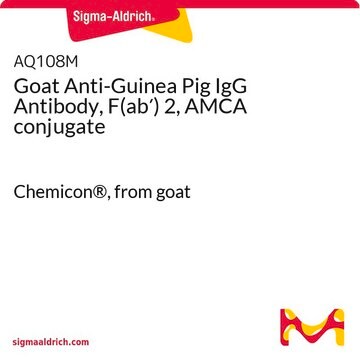 Kozie przeciwciało IgG przeciw śwince morskiej, F(ab′) 2, koniugat AMCA Chemicon&#174;, from goat