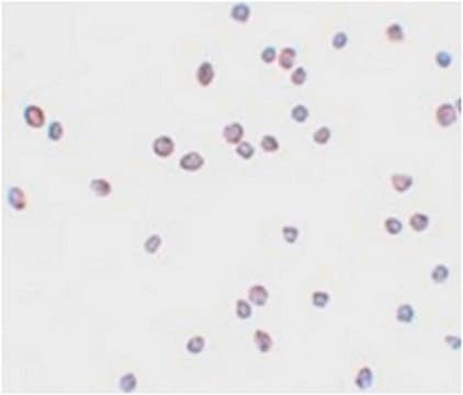 Anti-ZEB2 Antibody from rabbit, purified by affinity chromatography