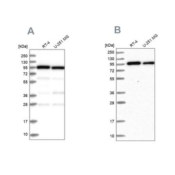 Anti-COPG1 antibody produced in rabbit Prestige Antibodies&#174; Powered by Atlas Antibodies, affinity isolated antibody