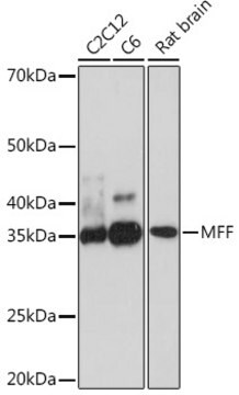 Anti-MFF Antibody, clone 5U5S4, Rabbit Monoclonal