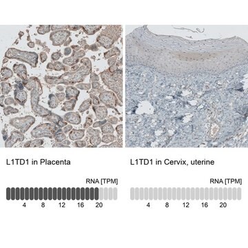 Anti-L1TD1 antibody produced in rabbit Prestige Antibodies&#174; Powered by Atlas Antibodies, affinity isolated antibody, buffered aqueous glycerol solution, ab1