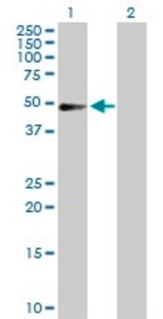 Anti-PDLIM7 antibody produced in rabbit purified immunoglobulin, buffered aqueous solution