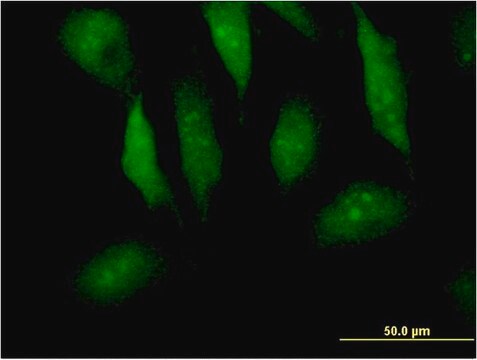 Monoclonal Anti-MTPN antibody produced in mouse clone 1F3, purified immunoglobulin, buffered aqueous solution