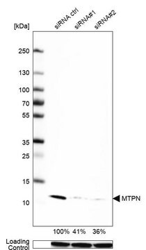 Anti-MTPN antibody produced in rabbit Prestige Antibodies&#174; Powered by Atlas Antibodies, affinity isolated antibody, buffered aqueous glycerol solution