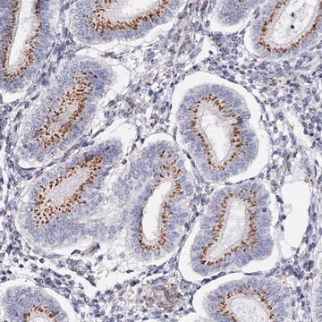 Anti-C11orf96 antibody produced in rabbit Prestige Antibodies&#174; Powered by Atlas Antibodies, affinity isolated antibody, buffered aqueous glycerol solution