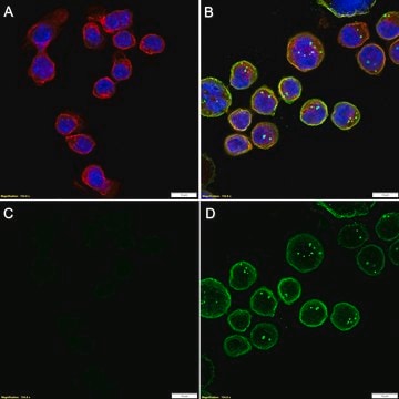 Anti-ST2/IL-33R Antibody, clone RMST-2 ZooMAb&#174; Rat Monoclonal recombinant, expressed in HEK 293 cells