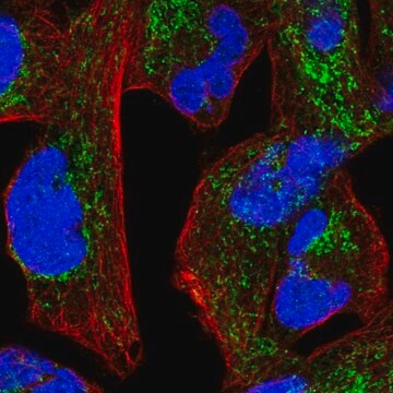 Anti-NDUFS1 antibody produced in rabbit Prestige Antibodies&#174; Powered by Atlas Antibodies, affinity isolated antibody