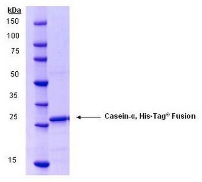 Casein-&#945;, His&#8226;Tag&#174; Fusion