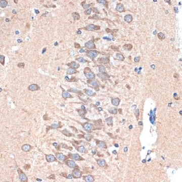 Anti-PAK3 antibody produced in rabbit