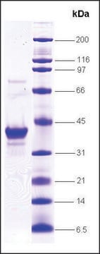 RAD51 human recombinant, expressed in E. coli, &#8805;80% (SDS-PAGE)