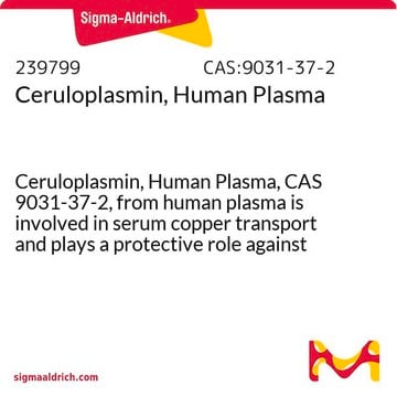 Ceruloplasmin, menschliches Plasma Ceruloplasmin, Human Plasma, CAS 9031-37-2, from human plasma is involved in serum copper transport and plays a protective role against oxygen radicals generated by iron and ascorbate.