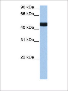 Anti-LIN9 (AB2) antibody produced in rabbit affinity isolated antibody