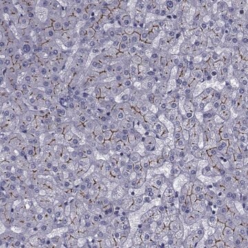 Anti-SLC30A10 antibody produced in rabbit Prestige Antibodies&#174; Powered by Atlas Antibodies, affinity isolated antibody