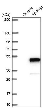 Anti-ADPRM antibody produced in rabbit Prestige Antibodies&#174; Powered by Atlas Antibodies, affinity isolated antibody, buffered aqueous glycerol solution, Ab1