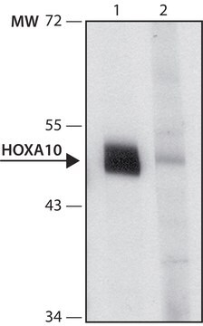 Anti-HOXA10 (N-terminal) antibody produced in rabbit ~1.0&#160;mg/mL, affinity isolated antibody, buffered aqueous solution