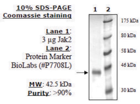 Jak2 Jh1 Active human recombinant, expressed in baculovirus infected insect cells, &#8805;80% (SDS-PAGE)