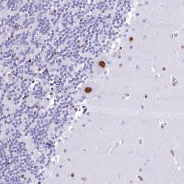 Anti-CDC26 antibody produced in rabbit Prestige Antibodies&#174; Powered by Atlas Antibodies, affinity isolated antibody, buffered aqueous glycerol solution