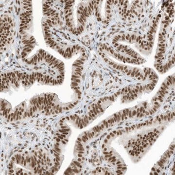 Anti-SF3A3 antibody produced in rabbit Prestige Antibodies&#174; Powered by Atlas Antibodies, affinity isolated antibody, buffered aqueous glycerol solution