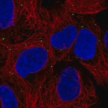 Anti-Prdx3 Antibody Produced In Rabbit Prestige Antibodies&#174; Powered by Atlas Antibodies, affinity isolated antibody, buffered aqueous glycerol solution