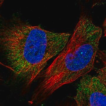 Anti-FAM175B antibody produced in rabbit Prestige Antibodies&#174; Powered by Atlas Antibodies, affinity isolated antibody