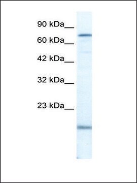 Anti-PGBD3 antibody produced in rabbit IgG fraction of antiserum