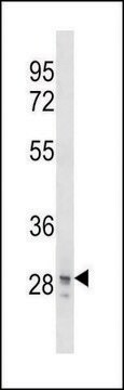 ANTI-SNAI3 (N-TERM) antibody produced in rabbit IgG fraction of antiserum, buffered aqueous solution