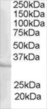 Anti-CREM antibody produced in goat affinity isolated antibody, buffered aqueous solution