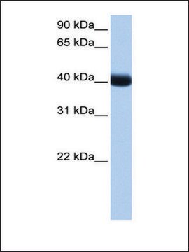 Anti-CSNK1G3 antibody produced in rabbit affinity isolated antibody