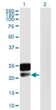 Monoclonal Anti-DMRTB1 antibody produced in mouse clone 5E7, purified immunoglobulin, buffered aqueous solution