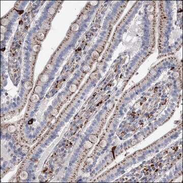 Anti-POC1B antibody produced in rabbit Prestige Antibodies&#174; Powered by Atlas Antibodies, affinity isolated antibody, buffered aqueous glycerol solution