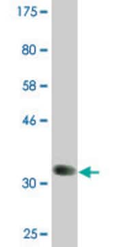 Monoclonal Anti-BMP8B antibody produced in mouse