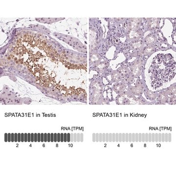 Anti-SPATA31E1 antibody produced in rabbit Prestige Antibodies&#174; Powered by Atlas Antibodies, affinity isolated antibody, buffered aqueous glycerol solution