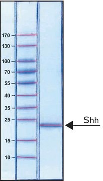 Sonic Hedgehog Peptide from mouse &#8805;97% (SDS-PAGE), recombinant, expressed in E. coli, Fused to a histidine tag at the C-terminus, lyophilized powder