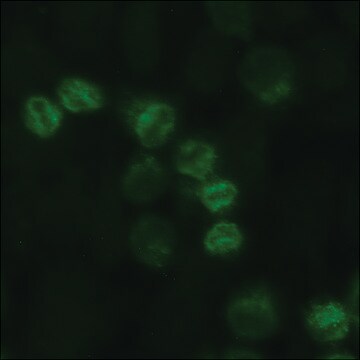 Anti-phospho-RanGAP1 (pSer428) antibody produced in rabbit ~1.0&#160;mg/mL, affinity isolated antibody, buffered aqueous solution