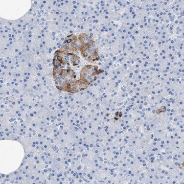 Anti-SLFN13 antibody produced in rabbit Prestige Antibodies&#174; Powered by Atlas Antibodies, affinity isolated antibody, buffered aqueous glycerol solution, Ab1