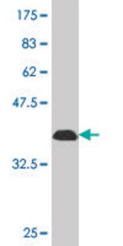 Monoclonal Anti-NISCH antibody produced in mouse clone 3B8, purified immunoglobulin, buffered aqueous solution