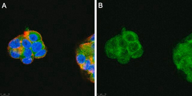 Anti-AIFM2 Antibody, clone 6D8-11